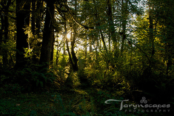 Forest Light