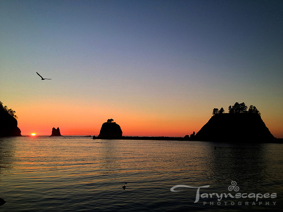 La Push Sunset