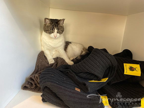 White and gray cat sitting on a pile of sweaters for sale