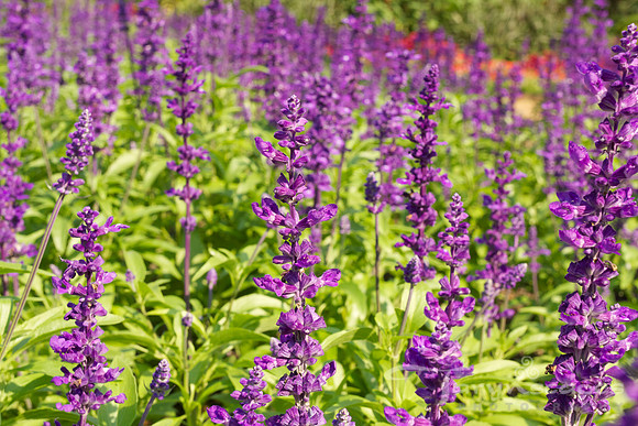 Lavandula Spica