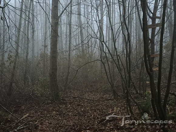 The Fog