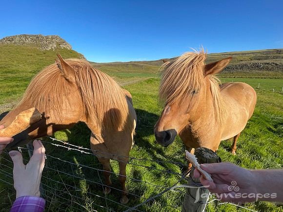 Two golden icelandic horses being fed bread by 2 hands.