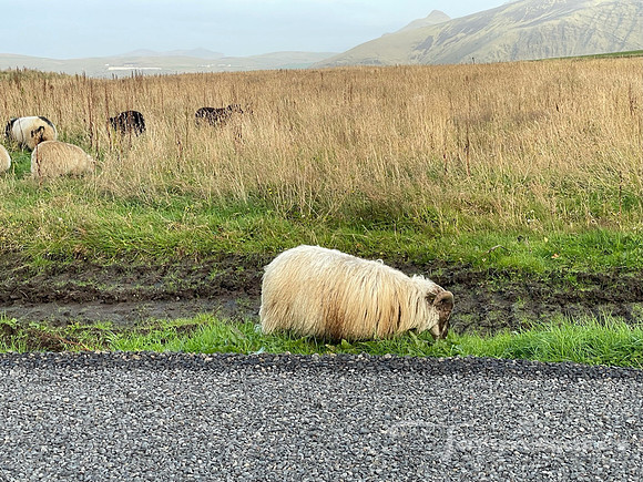 iceland iphone-371