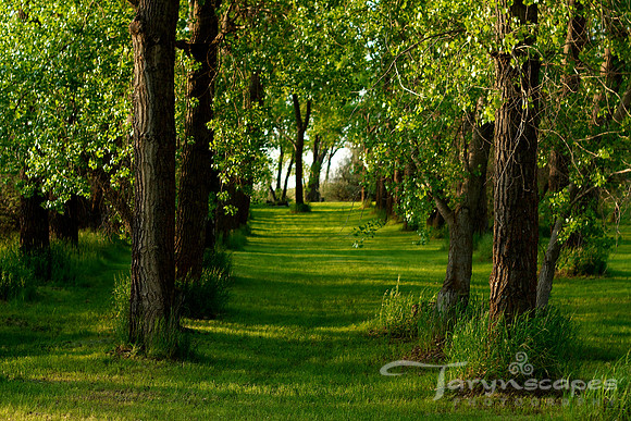 The Old Road
