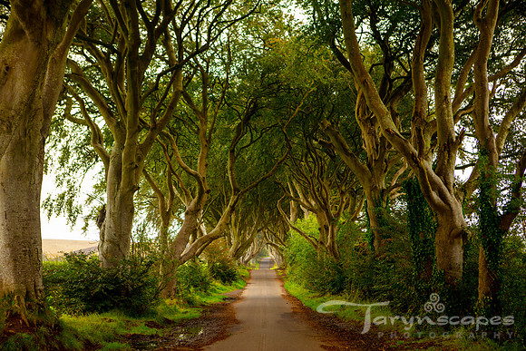 Dark Hedges