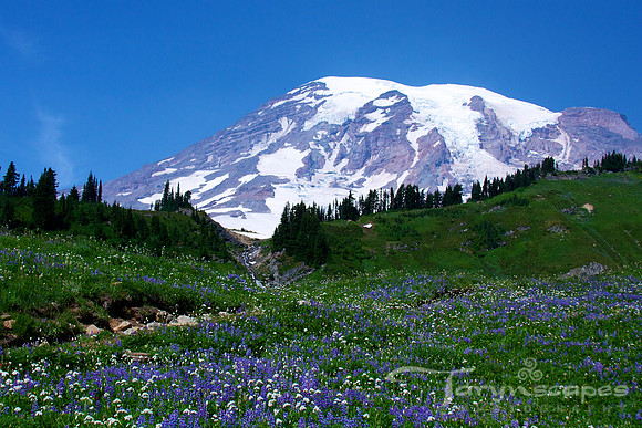 Lupines of the Mountain