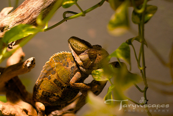 Chameleon