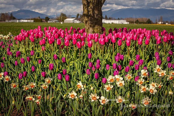 Tulips